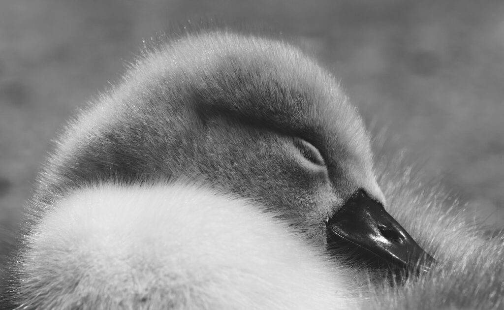 まつげ育毛における睡眠質の影響とは？
