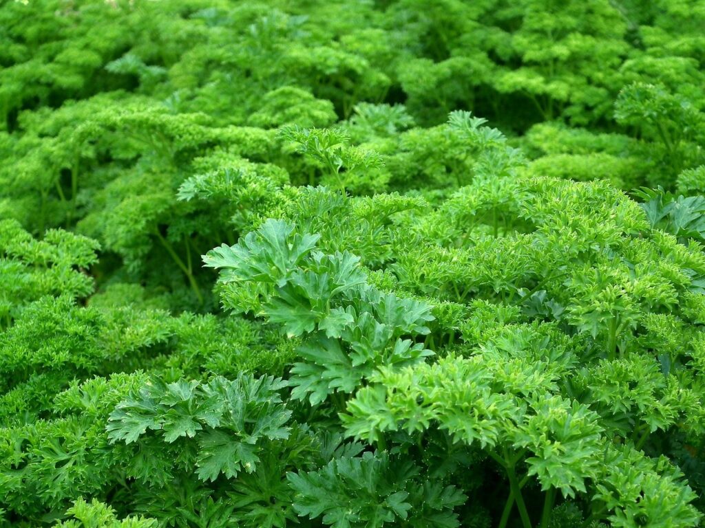 まつげ育毛に効果的なハーブオイルはどれですか？