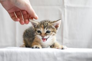 まつげを伸ばしてパッチリとした目元にする方法は？
