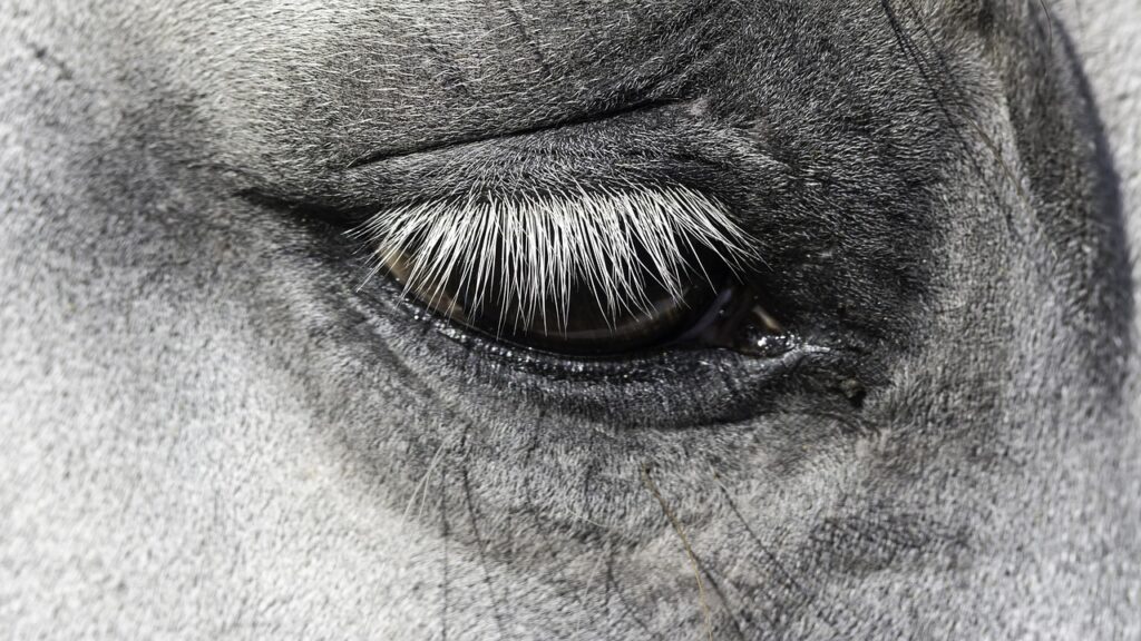 まつげを伸ばすことで目力アップする方法は？