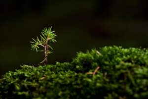 まつ毛の成長を実感できる口コミはどこで見つけられる？