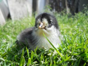 まつ毛を伸ばしたい人必見！朝と夜のケア方法は？