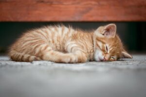 まつ毛育毛において睡眠質が重要な理由とは？