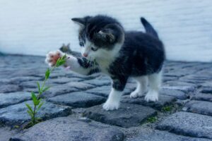 まつ毛育毛美容液の安全性が気になる理由とは？
